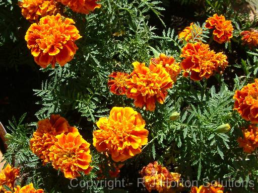 Marigolds Orange 